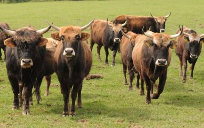 Criadas a pedido do regime nazista nos anos 30, as vacas foram uma tentativa de