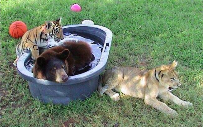 Urso, leão e tigre-de-bengala, EUA: eles foram retirados, ainda filhotes, das mãos de traficantes, em 2004, e entregues a santuário de animais. Foto: Reprodução/Facebook