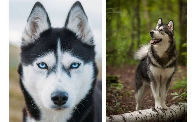 O Husky Siberiano é uma das raças mais citadas quando o assunto é o cachorro mais bonito do mundo 