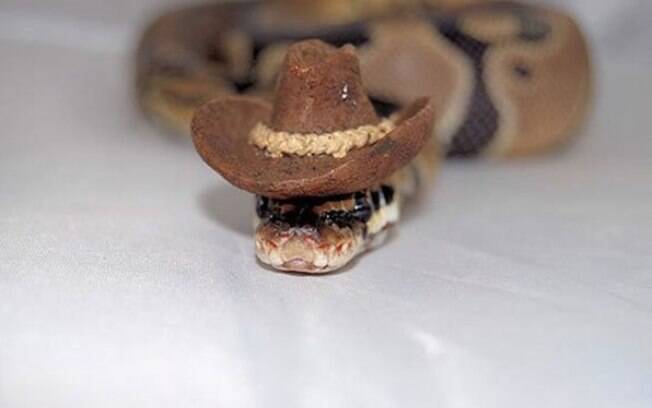Cobra com chapéu de cowboy