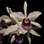 Espécie como a Brasilaelia purpurata estará na exposição. Foto: Divulgação
