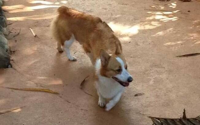 Corgi ou salsicha?