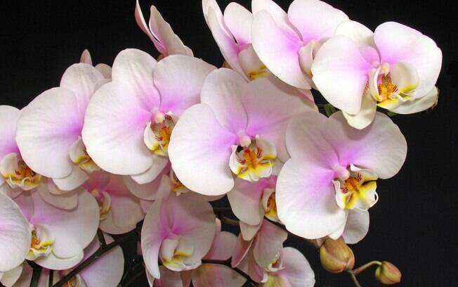 Uma das orquídeas que mais faz sucesso é a colorida em tons de rosa
