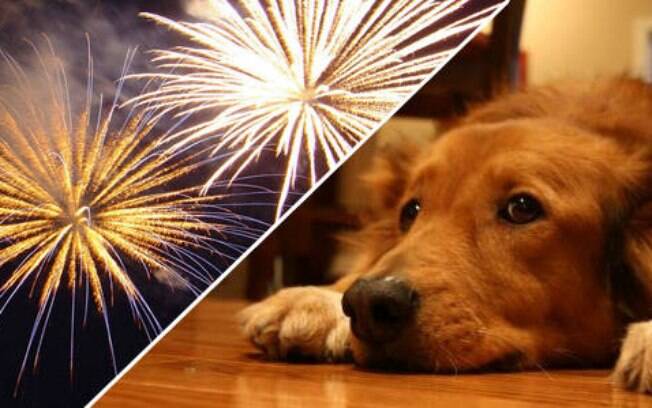 Como proteger seu cão do barulho dos fogos