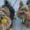 Os cachorros de Rosane Simon se chamam Spike e Zizu. “Dei o nome de Zizu em homenagem ao jogador Zidane, já que meu cachorro é bom de bola”, diz a dona. Foto: Arquivo pessoal