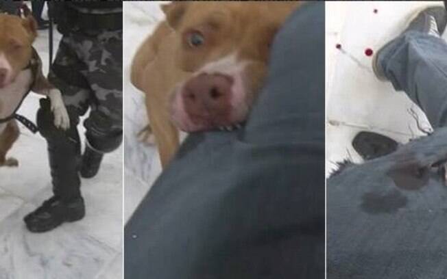 Cinegrafista da TV Bandeirantes é ferido por cachorro da PM durante manifestação no Paraná
