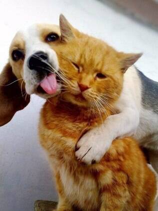  possvel haver uma amizade entre cachorro e gato 
