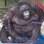 Orangotango obesa, Inglaterra: Oshine pesava 100 kg ao chegar ao Monkey World. Ela era criada em cativeiro na África do Sul. Foto: Reprodução/Youtube
