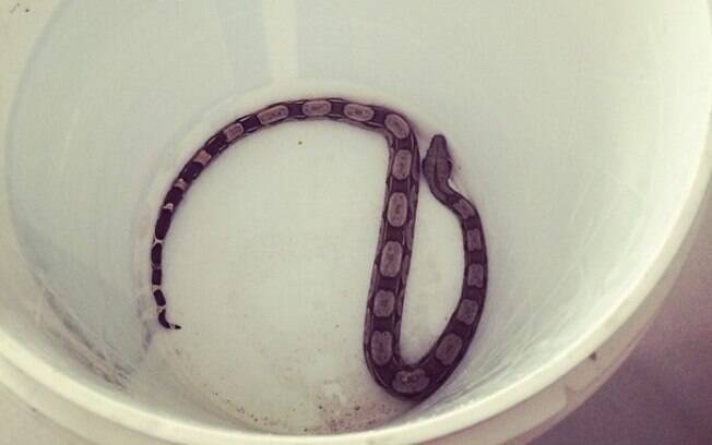 Isis Valverde encontra cobra em sua casa...