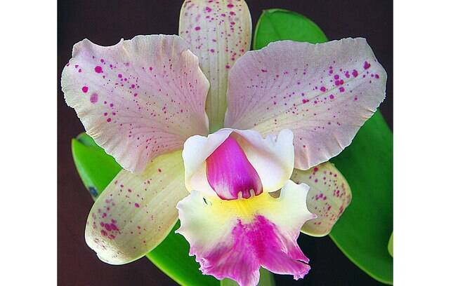 Orquídea da espécie C brabantiae x Kerry
