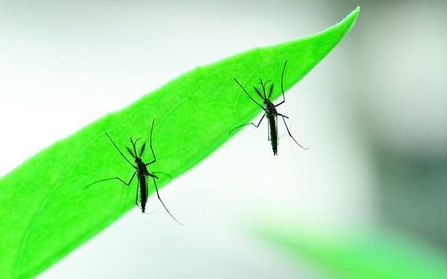 Mosquito Aedes aegypti é responsável por transmitir a dengue, zika e a febre chikungunya