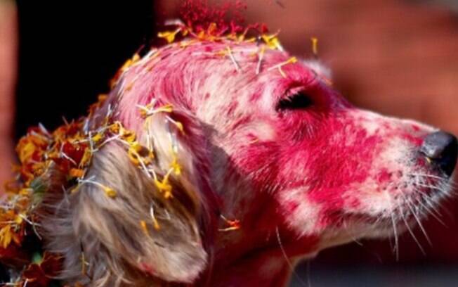 Cachorro em festival no Nepal.