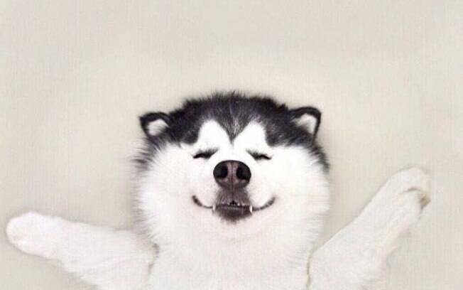 Maru, cachorro da raça husky siberiano que bomba no Instagram