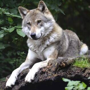 Os lobos foram uns dos primeiros a fazer parte da domesticação de animais.