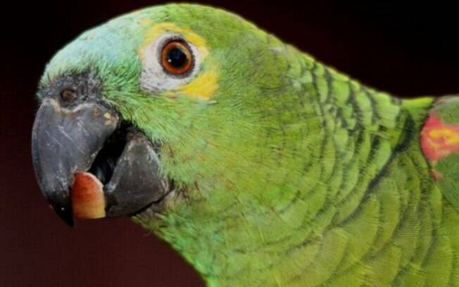 Casal ainda não decidiu quem ficará com a guarda do papagaio linguarudo caso o divórcio seja confirmado