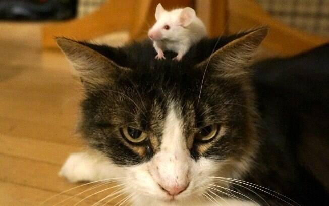 Ratos se sentem destemidos diante dos gatos mesmo depois que a inflamação ou cistos da toxoplasmose não podem mais ser detectadas no corpo do animal
