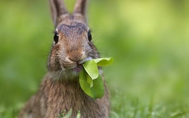 Coelho comendo