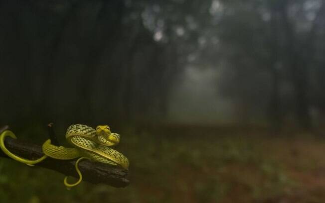 Cobra verde da videira
