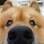 Logan, o cachorro de Yasmin Califfa Costa e Silva, adora enfiar o focinho onde não é chamado. Mas com um focinho tão fofo, quem liga?. Foto: Arquivo pessoal