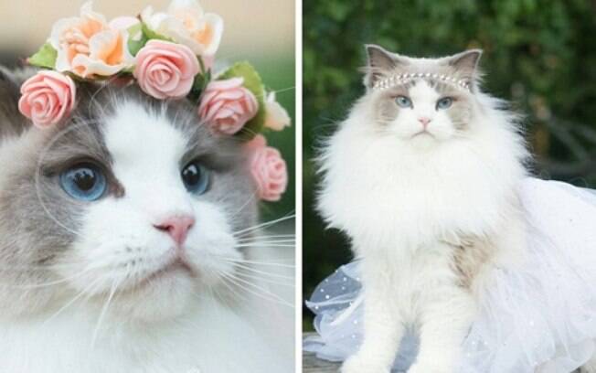 Essa gatinha parece uma princesa.