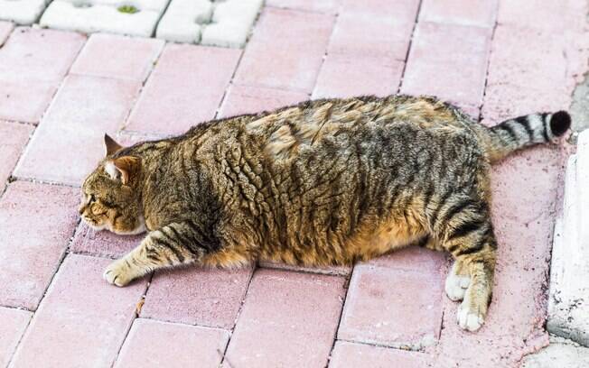 Animais sedentários tendem a ser mais obesos