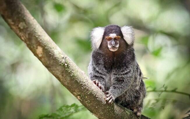 O sagui é a única espécie de macaco que pode ser domesticada legalmente 