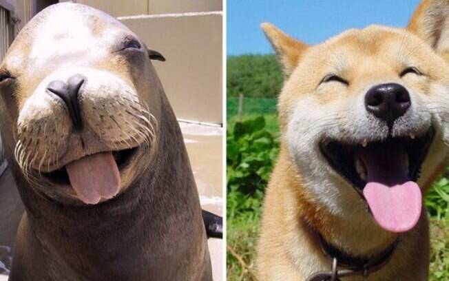 Foca e cachorro parecem estar dando risada.
