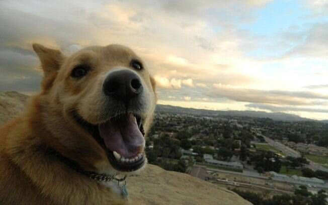 Um cachorro sorrindo numa paisagem fantástica.