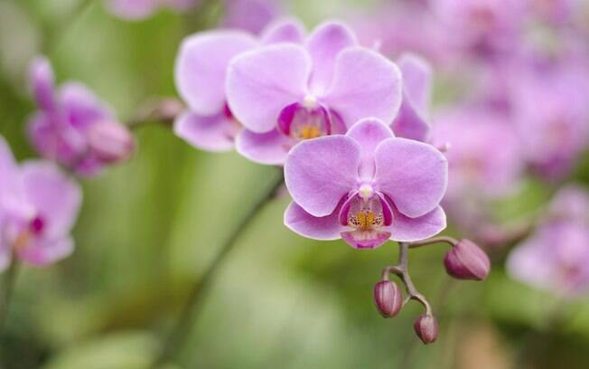 Orquídea - Rara e bela, a flor simboliza requinte, beleza, vida longa. É um presente que agrada mães sofisticadas e raras, que gostam de se sentir únicas.