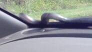  Cobra gigante surge em para-brisas de carro