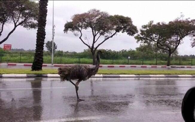 Emu é uma ave nativa da Austrália