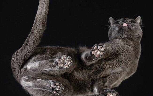 Gatos e cachorros fotografados em superfícies de vidro