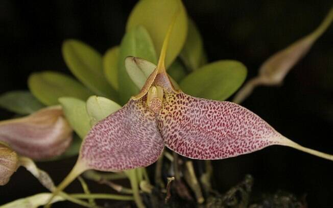 A espécie colombiana Masdevallia decumana se desenvolve melhor em locais com sombra parcial, florescendo no inverno 