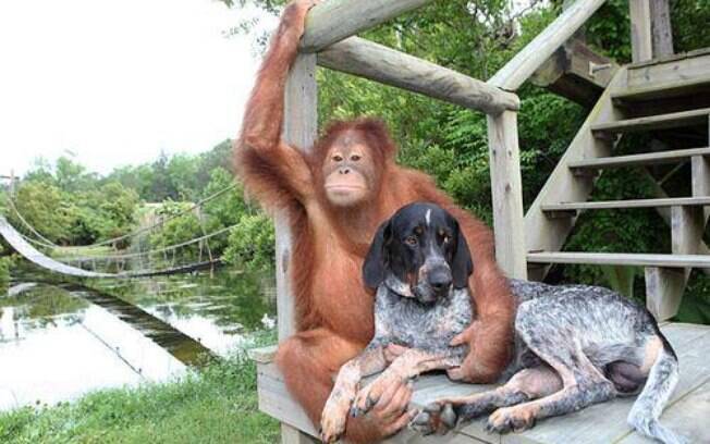 Orangotango e cachorro, EUA: após a morte dos pais, Roscoe entrou em depressão e só se recuperou com a ajuda de um cão. Foto: Reprodução/Facebook