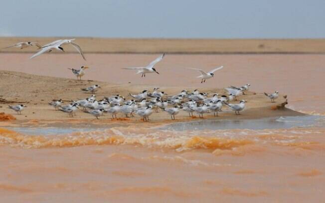 Pássaros ilhados pela lama que chegou à foz do Rio Doce,  em Regência, distrito de Linhares (ES)