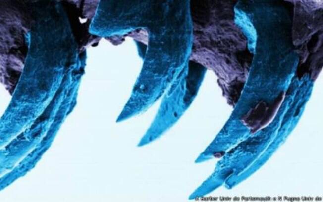 Dentes de moluscos possuem fibras finas de alta resistência