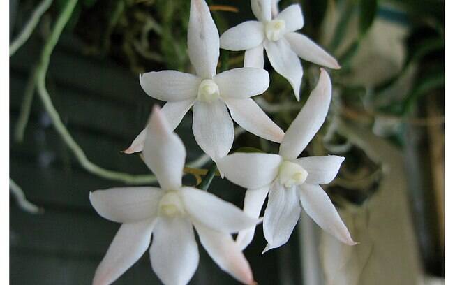 A orquídea Aerangis biloba, originada na Nigéria, dá flores duas vezes ao ano e deve ser presa a outra planta para se desenvolver melhor