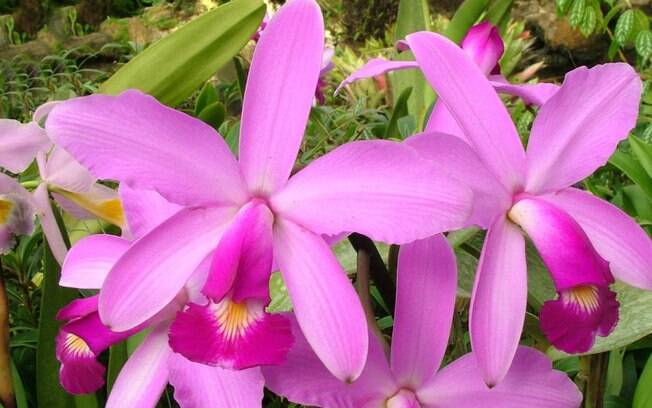 A Cattleya violácea está entre as espécies que serão encontradas na 83ª Exposição de Orquídeas, promovida pela Aosp