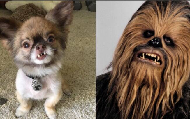 O cãozinho Chewbacca é muito parecido com o guerreiro do filme Star Wars