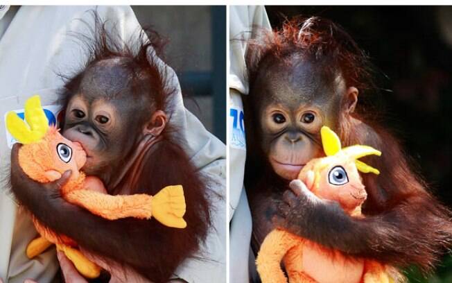 Orangotango 'órfão', Espanha: o filhote Boo perdeu a mãe ao nascer em zoo de Madrid, e se apegu a bichinho de pelúcia. Foto: Reprodução/Youtube