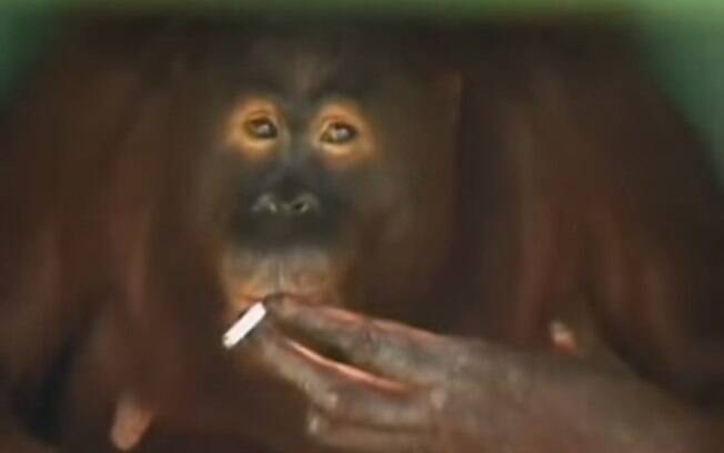 Orangotango fumante, Indonésia: em 2012, com ajuda do Centro de Proteção aos Orangotangos, ela foi levada para uma ilha para se livrar do vício. Foto: Reprodução/Youtube