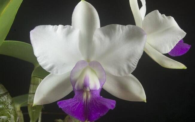 Distribuída entre Minas Gerais e São Paulo, a orquídea Cattleya walkeriana é o sonho de consumo de muitos orquidófilos