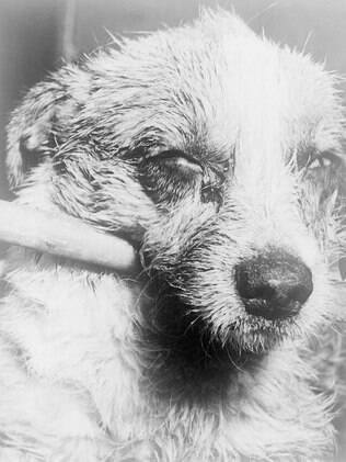 Cão em estágio avançado da doença, já quase paralisado, em imagem de 1963