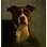 Com uma luz lateral, no retrato de Primrose, o fotógrafo precisou de paciência para esperar o momento exato e captar a expressão canina que queria. Foto: Andrew Pinkham