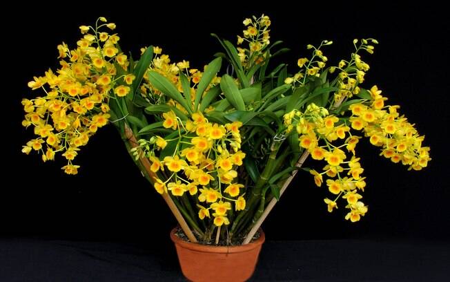 Orquídea da espécie Dendrobium chrysotoxum