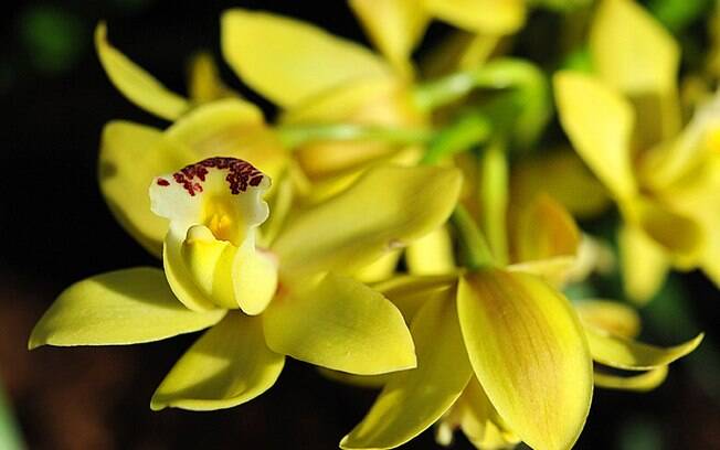 Orquídea da espécie Cymbidium híbrido