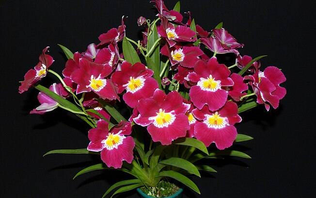A orquídea da espécie Miltoniopsis é associada à flor amor-perfeito por seu aspecto semelhante