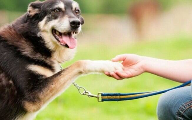 O adestramento inteligente é a melhor opção para ensinar o cachorro a fazer xixi no lugar certo 