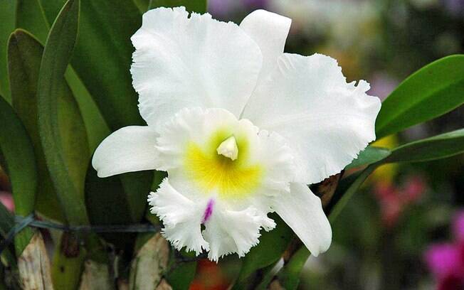 Orquídea da espécie Brassocattleya pastoral