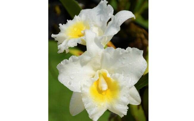 Orquídea da espécie Cattleya